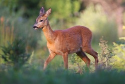 Roe deer,Capreolus capreolus , doe in the forest,walking doe at sunset