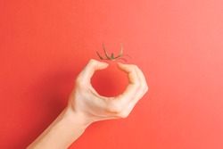 Invisible tomato. Creative concept. Illusion. Hand and tomato tail on red background. Copy space. Place for text.
