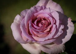 Image of large flower of a white-pink rose with a blue tint with green leaves Rome, Italy