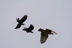 Crows chasing the falcon in the sky.