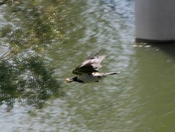 raven in blurred flight above a river carrying bread crumb in its beak