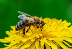 close-up shot of a bee covered with yellow pollen on a bright yellow dandelion flower