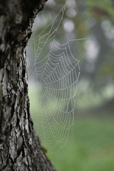 Cobweb on the trunk of an apple tree in an orchard in a foggy midsummer