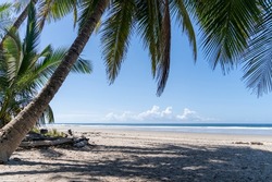 Beautiful beach with palm trees, ocean, waves and surfers. Tropical exotic beach background