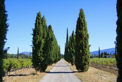 View on agricultural path lined with mediterranean cypress trees (cupressus sempervirens) in a row through vineyard with vines and  mountains, blue sky in autumn - Provence, France