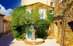 View on idyllic front yard with one green olive tree, typical french mediterranean ochre natural stone house covered with green ivy vine in bright natural sun light - Gassin (Cote d ´Azur), France 