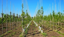View on symmetrical rows wood sticks with tree seedlings in plant nursery, blue sky - Netherlands