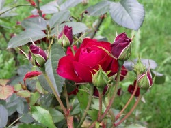 Red rose buds and flower in the garden