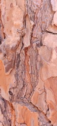 Close up on a natural tree bark with brown red hue with details and texture