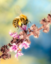 Honeybee insect on a pink flower with a blurry bokeh background