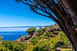 Las tricias trail and its beautiful dragon trees in the town of Garafia in the north of the island of La Palma, Canary Islands