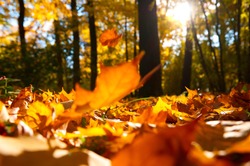 fallen leaves in autumn forest at sunny weather