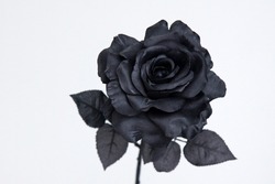 Black rose isolated on white background. Black roses and buds, background white. Black rose