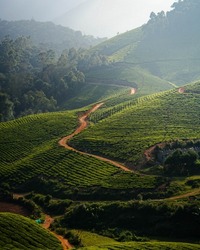 A road through the tea estate of Munnar, Kerala