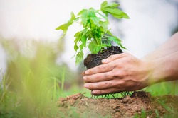 Planting trees, papaya trees, long-stemmed green plants to protect against global warming, volunteering.