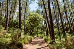 magnificent landscapes of the Landes forests in the south west of France