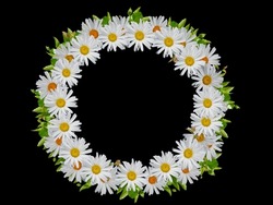 White wreath of daisies isolated on black background.