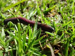 Close up macro of giant american millipede -Narceus americanus- crossing the dirt road. an arthropod native to eastern North America. It is a worm like gray bug with red segments