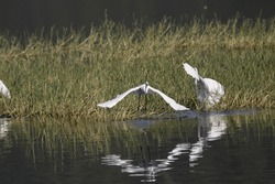 Dramatic movement of great egret near lake. Beautiful wall paintings or posters Seasonal greetings of white bird. Cool image