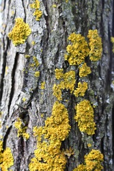 The bark of the tree, the texture of the wood, overgrown with moss. The bark of a thick deciduous tree can be seen as a delicate layer of moss which gives a greenish color.