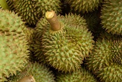 Monthong durian from Chanthaburi orchard . Durian is king of fruit that has strong smell