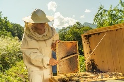 Woman beekeeper holds a wooden honey frame with bees in hands. Female Beekeeper removing the bees from the honey comb with soft brush. Apiary and honey making, small agricultural business and hobby
