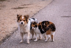 Cat and dog, on street. Concrete background. Pure love. Friends forever.