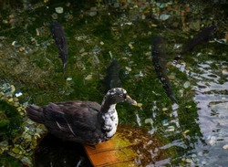 Black duck, sitting on the wooden house and fish swimming .
