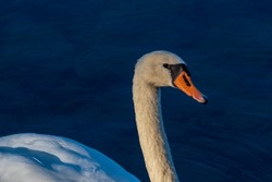 Portrait of the white swan , bird beauty in the morning. Grace. Illuminated by sun. Long neck. Morning time. Cygnus. Anatidae.