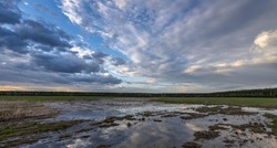 A large puddle in the middle of a plowed field. Swampy field, evening rural landscape. A strip of forest on the horizon. Sunset sky.