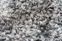Gary wool texture background, cotton wool, grey fleece, dark fluffy fur, curly hair.