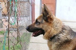 The profile of a dog of breed Shepherd dog who is in the yard against the background of doors looks through an iron grid of a fence.