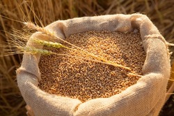 Canvas bag with wheat grains and mown wheat ears in field at sunset. Concept of grain harvesting in agriculture
