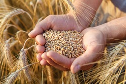 The hands of a farmer close-up holding a handful of wheat grains in a wheat field.