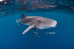 Underwater wide angle shot of a Whale Shark swimming in open blue ocean