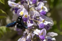 Blue carpenter bee with blue wings collecting nectar