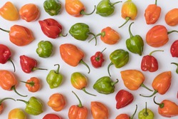 Colorful, beautiful, garden grown habanero peppers on a white background. Lovely red, green, and orange habaneros for background. Inviting, aesthetically pleasing, artistic texture and placement. 