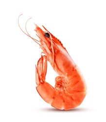 Red cooked prawn or shrimp isolated on white background                   