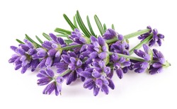 Lavender flowers isolated on white background          