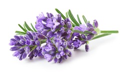 Lavender flowers isolated on white background  
