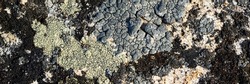 Natural texture of a stone covered with lichen. Lichen patterns on a rock surface. Natural background. Closeup top view. The nature of the Arctic. Polar region.