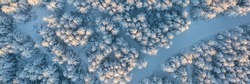 Morning aerial view of the winter forest. Top view of snow-covered larch trees. Beautiful northern nature. Ski track in the winter forest. Outdoor activities and ecological tourism. Natural background
