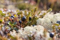 Black crowberry (Empetrum nigrum). Wild berries growing in the tundra in the Far North in the Arctic. Black berries among lichen. Close-up. Shallow depth of field. Blurred foreground and background.