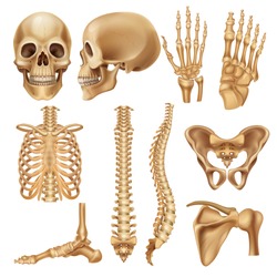 Human bones. Realistic skeleton elements for anatomy illustration and medical infographic, human skull spine ribs pelvis and joints. Vector set illustration 3d model skeletal parts