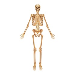 Human skeleton. Medical 3D anatomical banner. Realistic yellow bones of limbs or skull, trunk with spine and ribs. Front view of isolated skeletal system. Vector detailed scientific educational model
