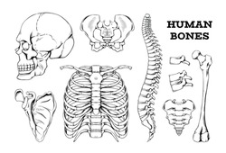 Human bones sketch. Hand drawn anatomy joints or skeleton parts. Spine with vertebrae and femur. Isolated engraving skull. Scapula and thorax. Vector orthopedic medical skeletal set