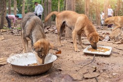 Feeding stray dog outdoor area