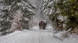 Winter forest with horses pulling the wagon.
