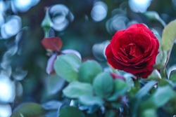 A red rose captured during early morning hours. Bokeh lights in the background with the focus on the flower petals. Southern Nevada, USA.