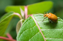 Close-up macro little orange beetle bug on green leaves